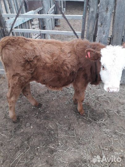 Домашние животные