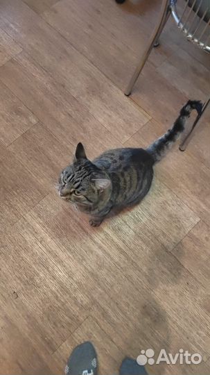 Ищу дом для кота