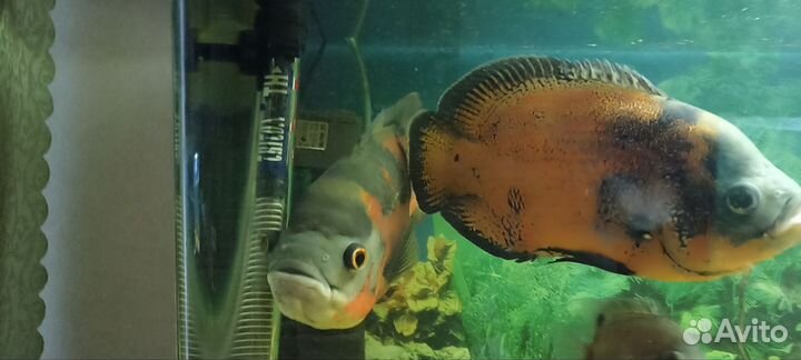 Астронотус