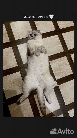 Кошка в добрые руки