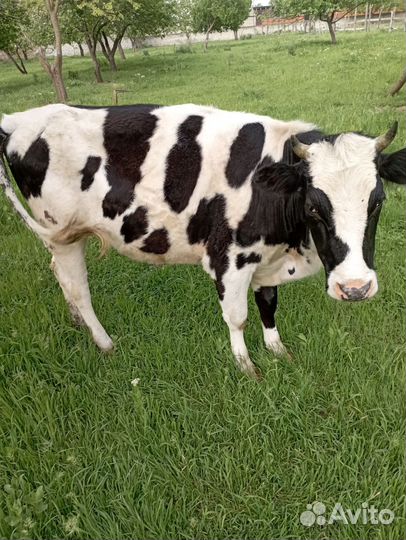Телка 2 года