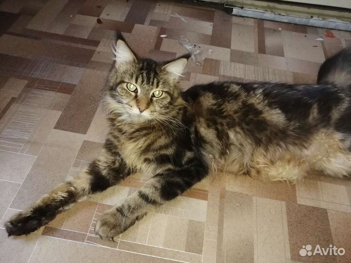 Котята мейн-кун