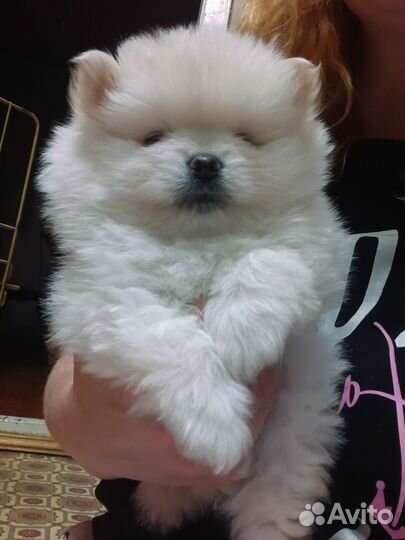 Померанский шпиц мини