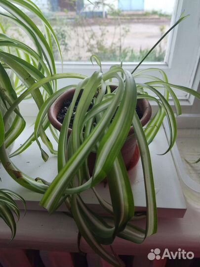 Хлорофитум