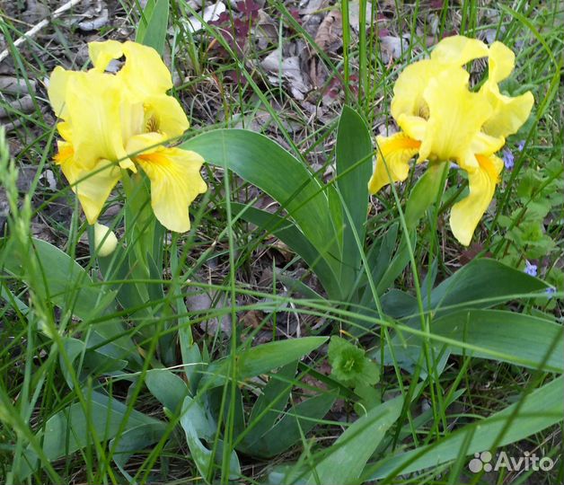 Ирис карликовый. Ландыши