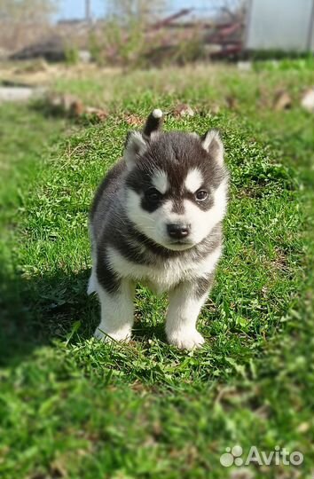 Щенки сибирской хаски