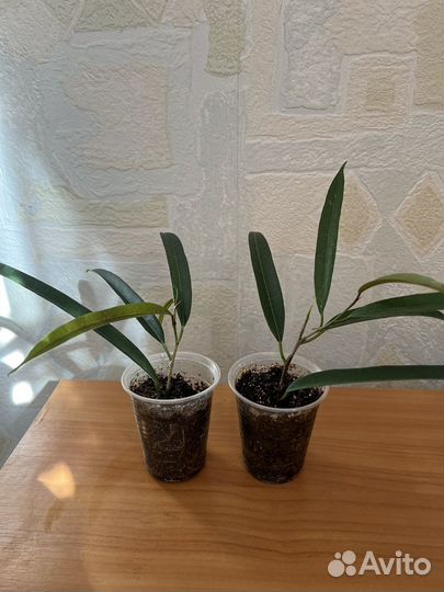 Фикус биннендийка