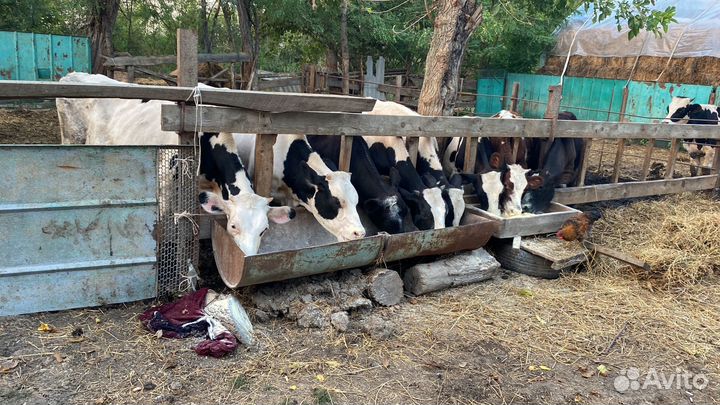 Бычки телки