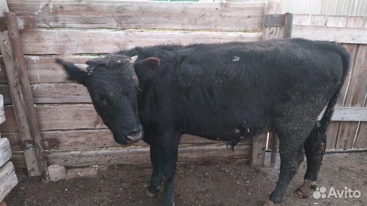 Телята бычок и телочка