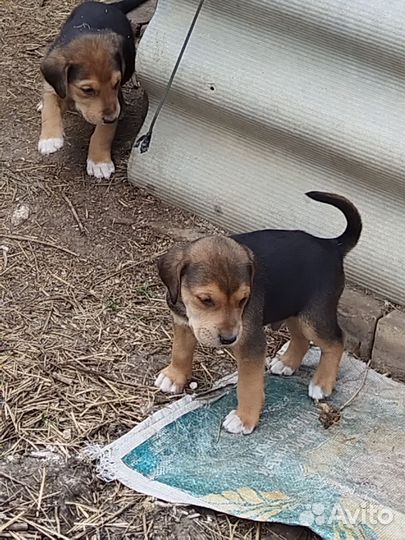 Щенки русской гончей