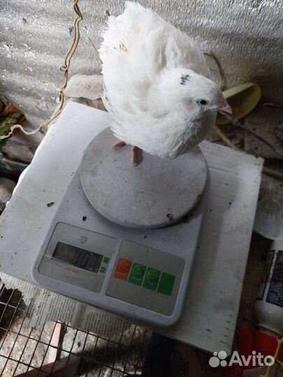 Перепела белый гигант. Яйцо. Мясо