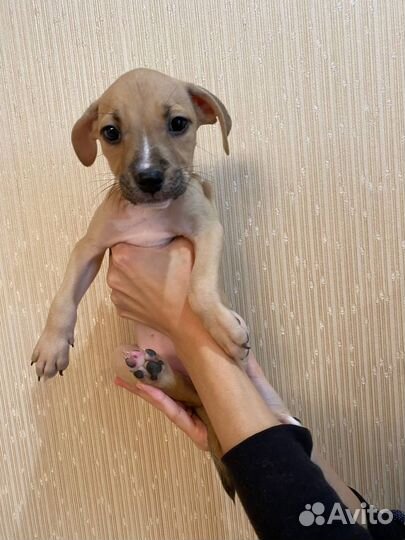 Щенки стаффорда