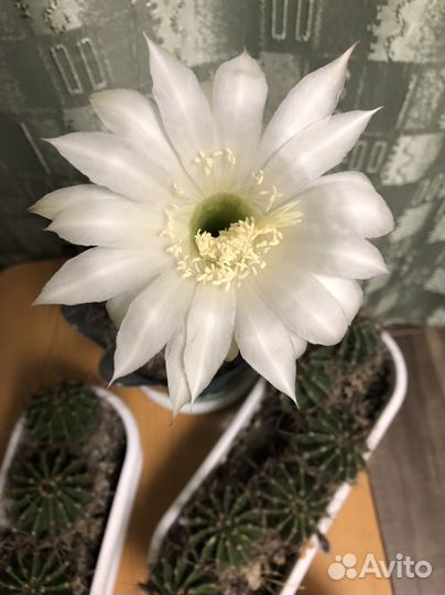 Кактус эхинопсис