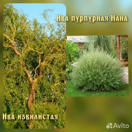 Хвойники.,Ива,Гибискус, Кизильник