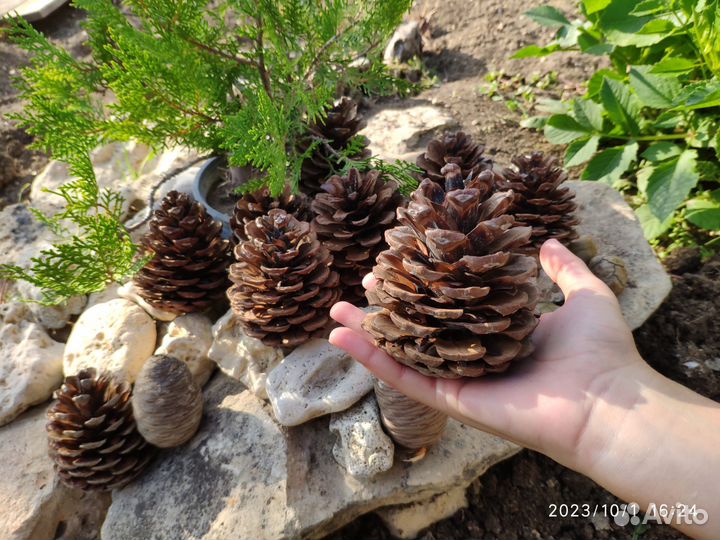 Шишки для творчества 150 шт