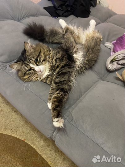 Отдам кота