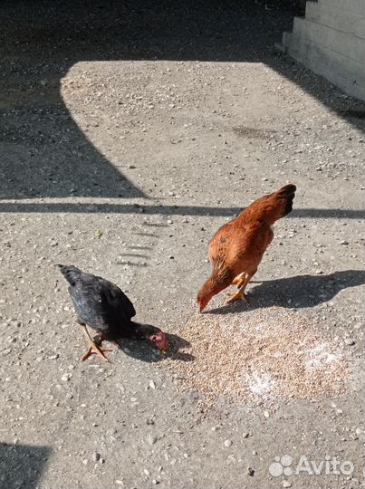 Куры цыплята