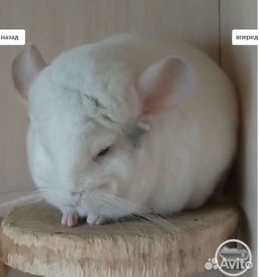 Шиншилла белая мозаика