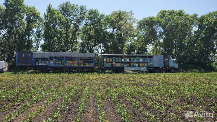 Мёд в каждый дом