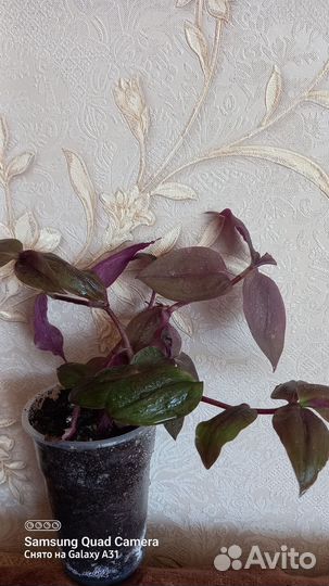 Традесканции сортовые