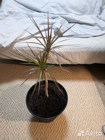 Пальма Юкка