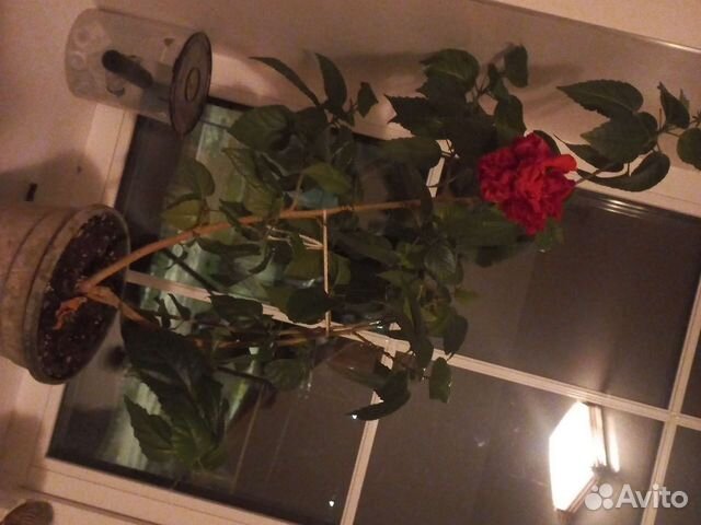 Китайская роза