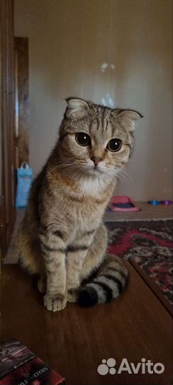 Шотландская вислоухая кошка вязка