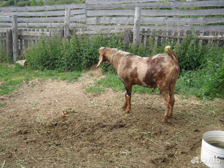 Услуги козла