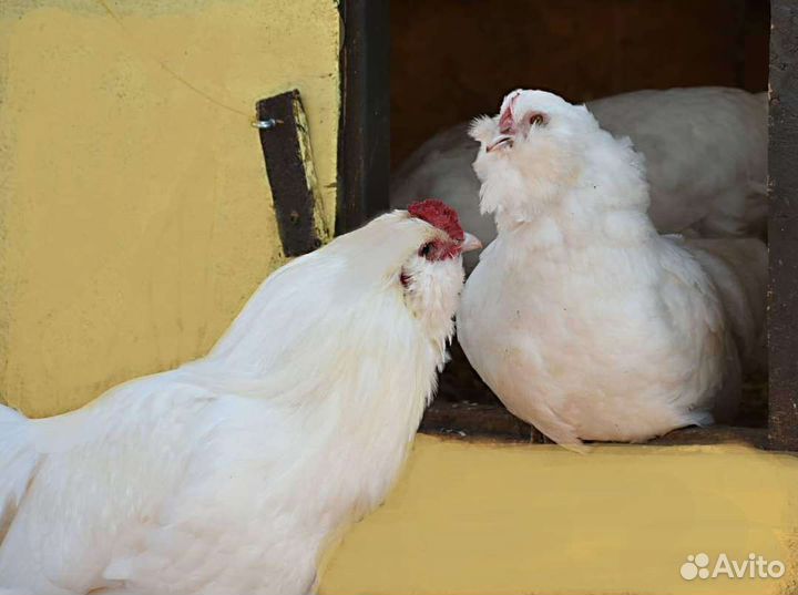 Цветное яйцо амераукана, Маран, лакеданзи