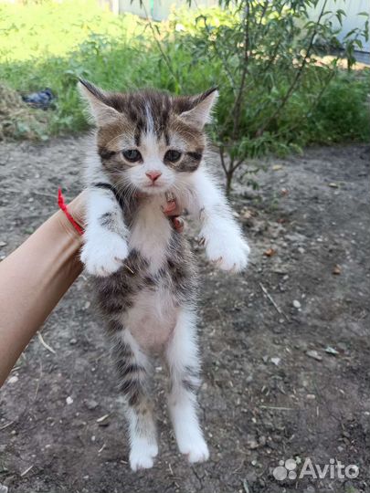 Кошечка в добрые руки