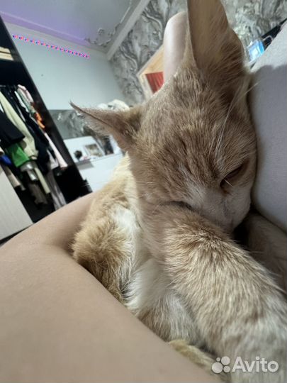 В добрые руки кошечка