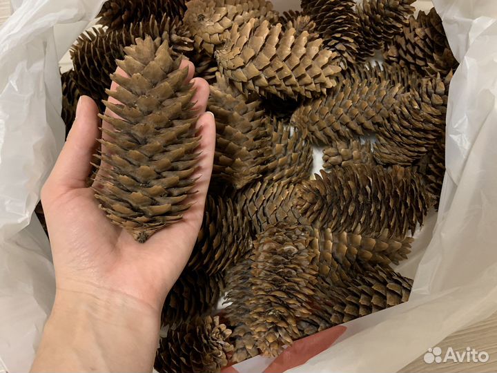 Шишки еловые