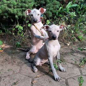 Ксолоитцкуинтли Мексиканская голая собака (Xoloitzcuintli)