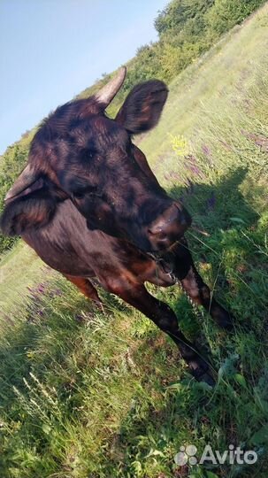 Тёлка стельная