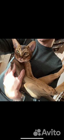 Абиссинский кот в добрые руки объявление продам