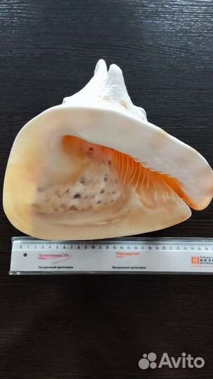 Кассис карнута 10'