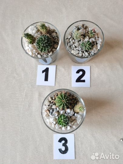 Мини флорариумы