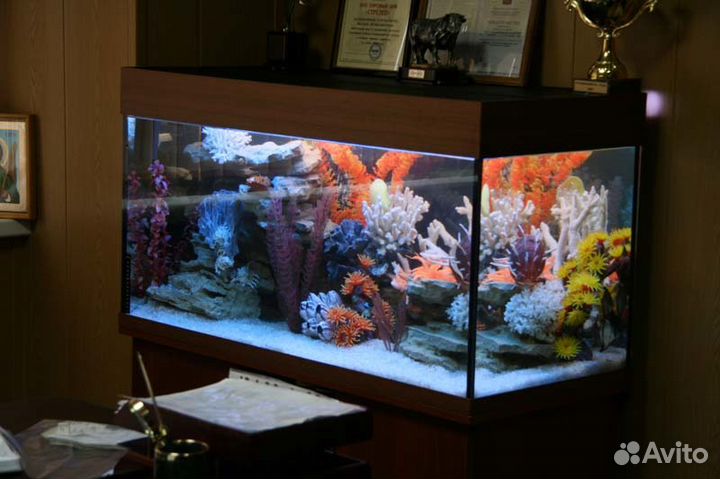 Рыбки, живые растения и другое