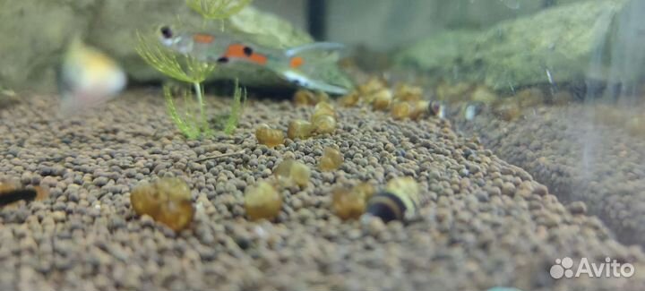 Улитка хелена