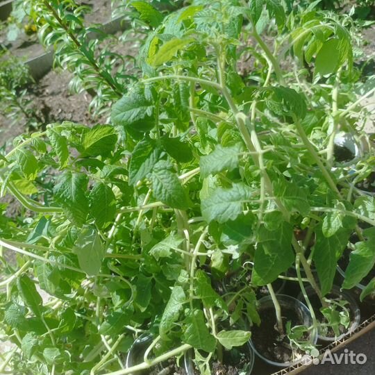 Рассада помидор