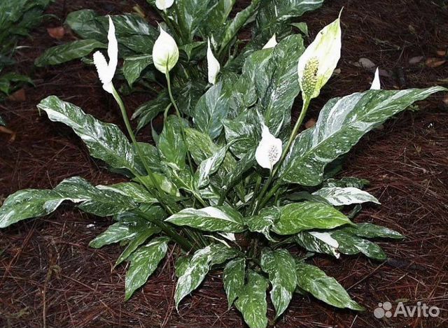 Спатифиллум «Домино»