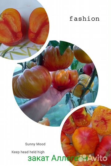 Семена коллекционных томатов