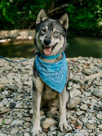 Метис лайки