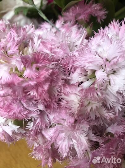 Почвопокровная махровая гвоздика