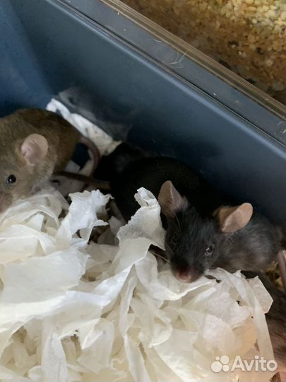 Декоративные мыши