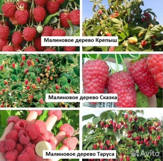 Малина Таруса