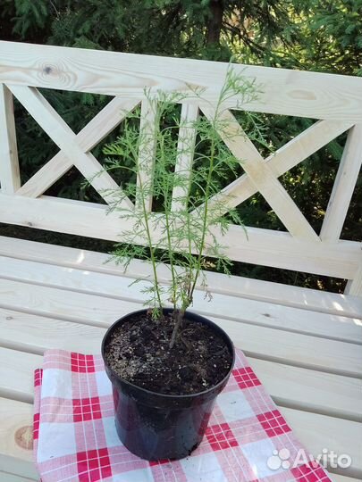 Полынь Древовидная 