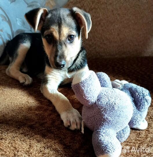 Собака щенки в добрейшие руки