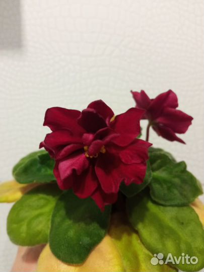 Сортовые фиалки цветущие