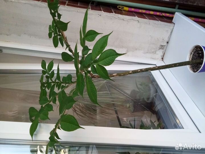 Аморфофаллус